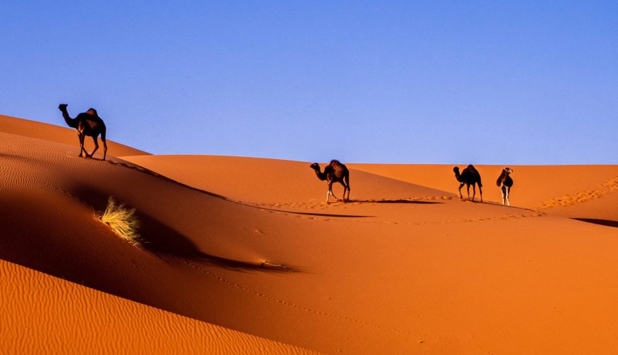 Les Trésors Cachés du Maroc : Un Voyage Inoubliable avec « Morocco With You »