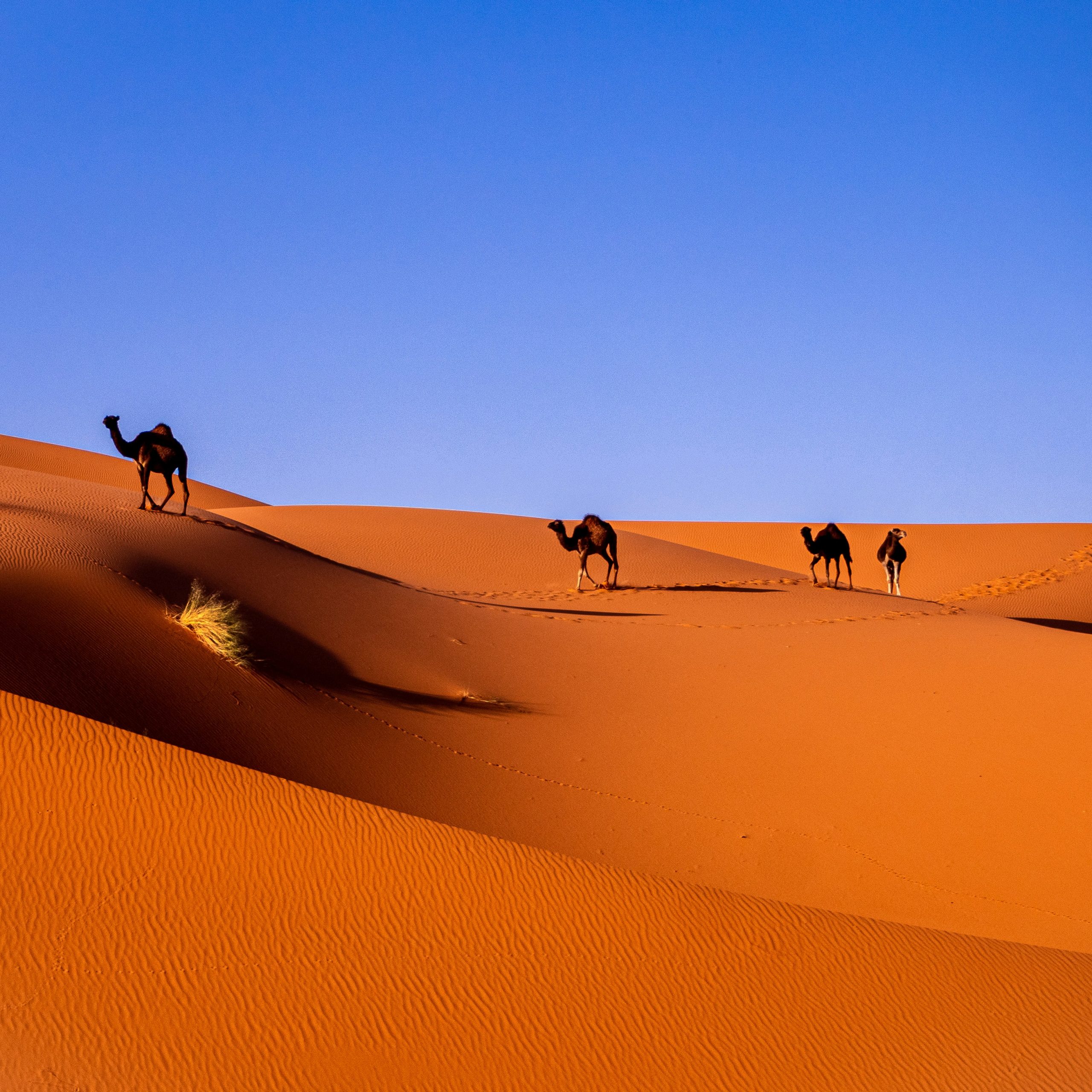 Les Trésors Cachés du Maroc : Un Voyage Inoubliable avec « Morocco With You »